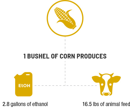 infographic-corn-becomes-vert-2021